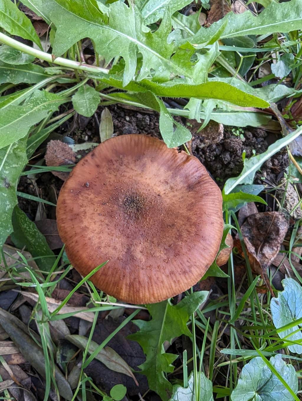 Strani funghi sotto albero ulivo vicino casa