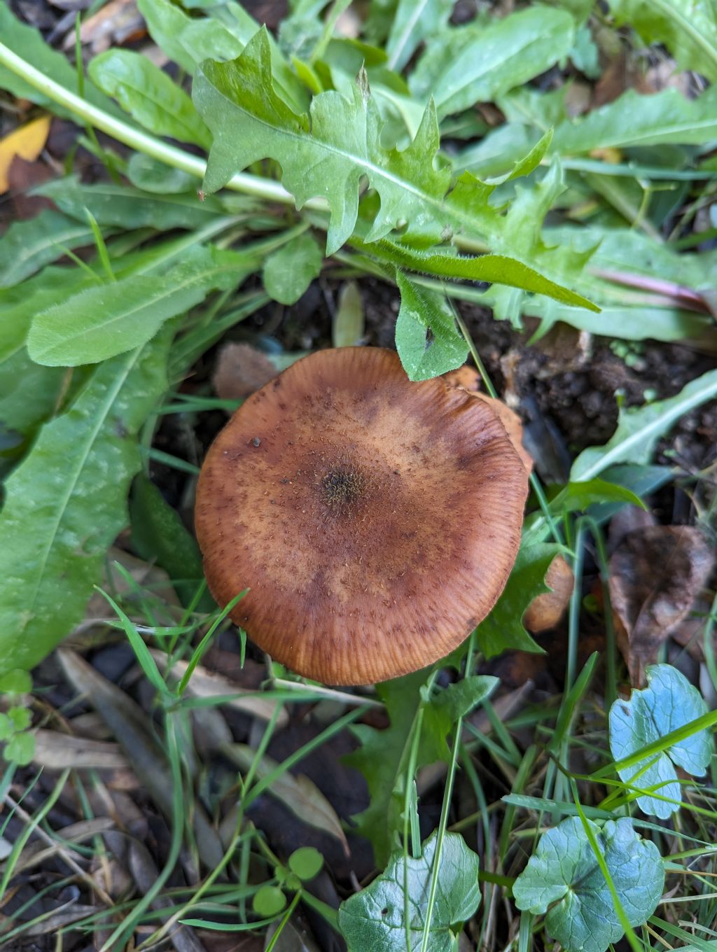 Strani funghi sotto albero ulivo vicino casa