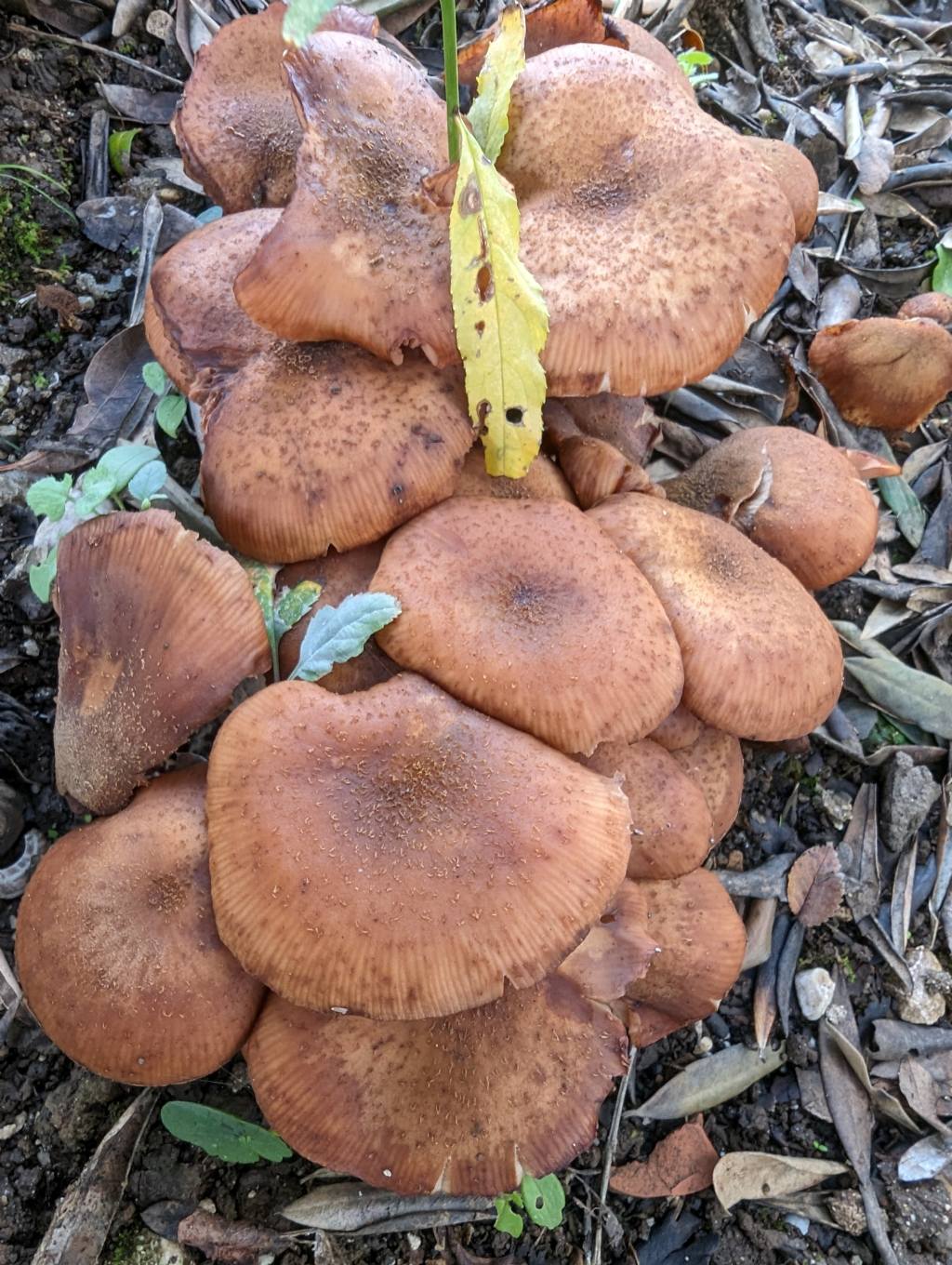 Strani funghi sotto albero ulivo vicino casa