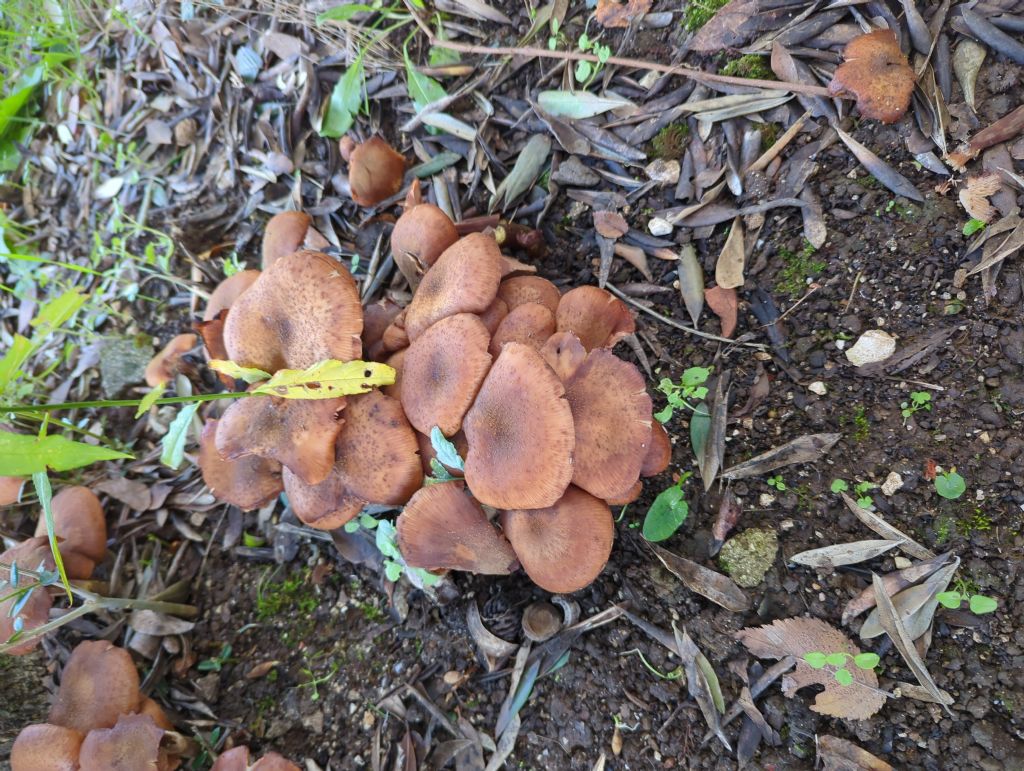 Strani funghi sotto albero ulivo vicino casa