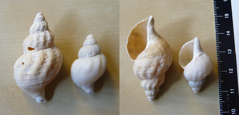 identificare, grazie