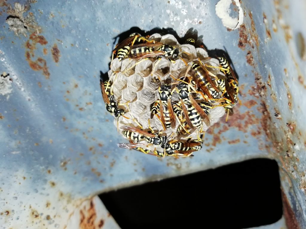 Vespidae: Polistes gallicus (cfr.)