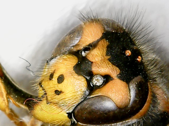 Vespide: Vespula germanica
