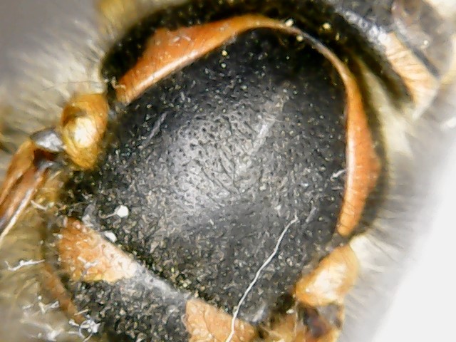 Vespide: Vespula germanica