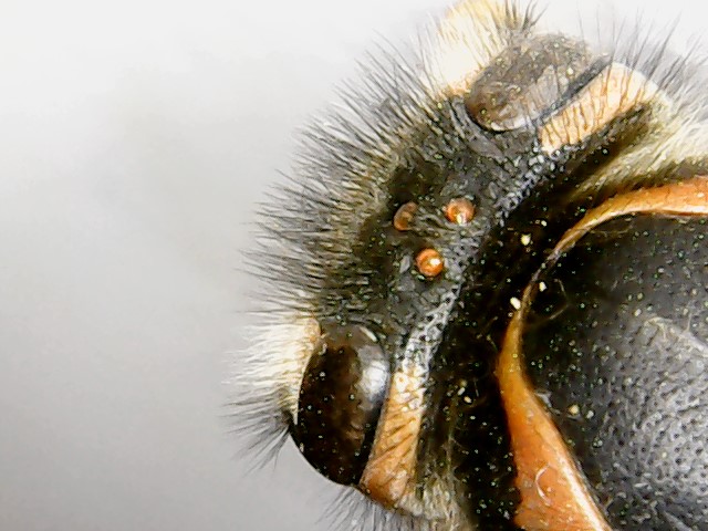 Vespide: Vespula germanica