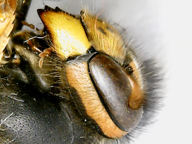 Vespide: Vespula germanica