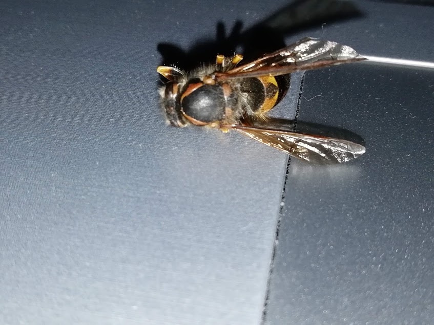 Vespide: Vespula germanica