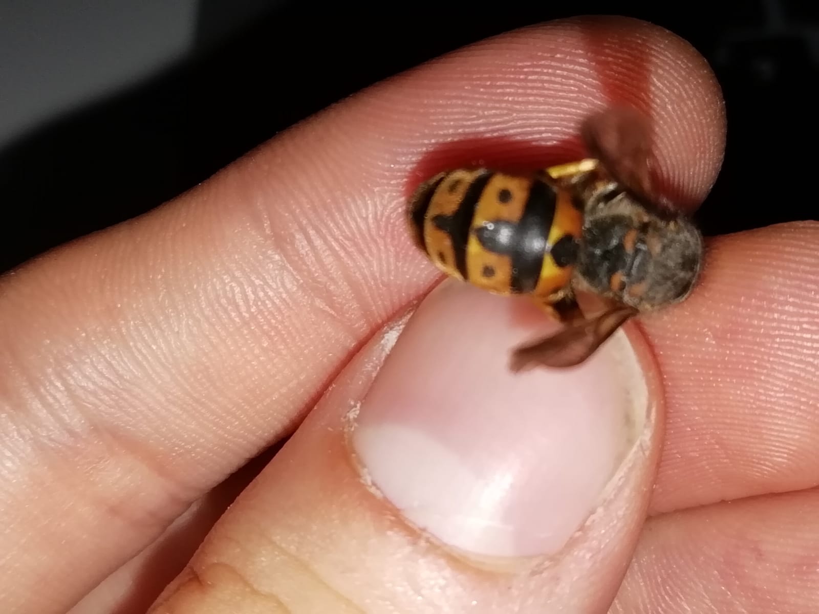 Vespide: Vespula germanica