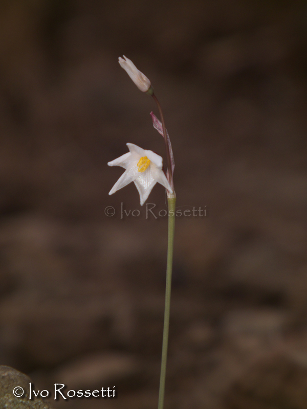 Acis autumnalis (=Leucojum autumnale) / Campanelle autunnali