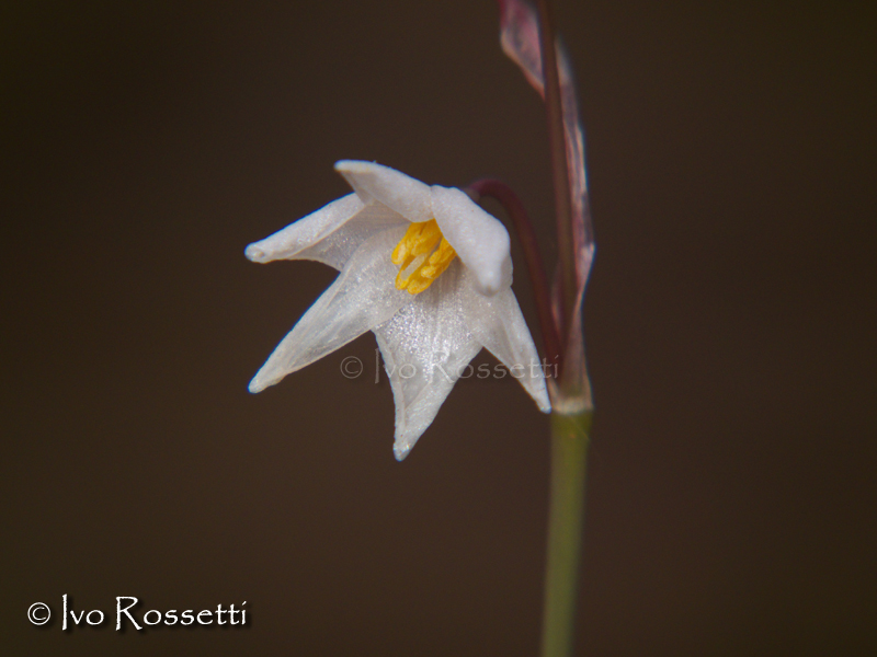 Acis autumnalis (=Leucojum autumnale) / Campanelle autunnali