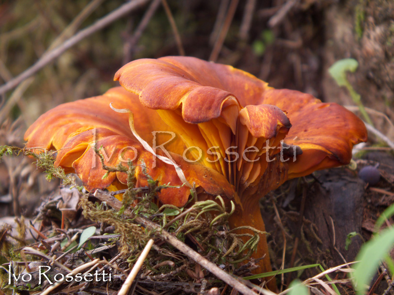 Due funghi da determinare