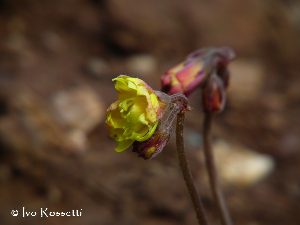 Oxalis pes-caprae L. var. pleniflora