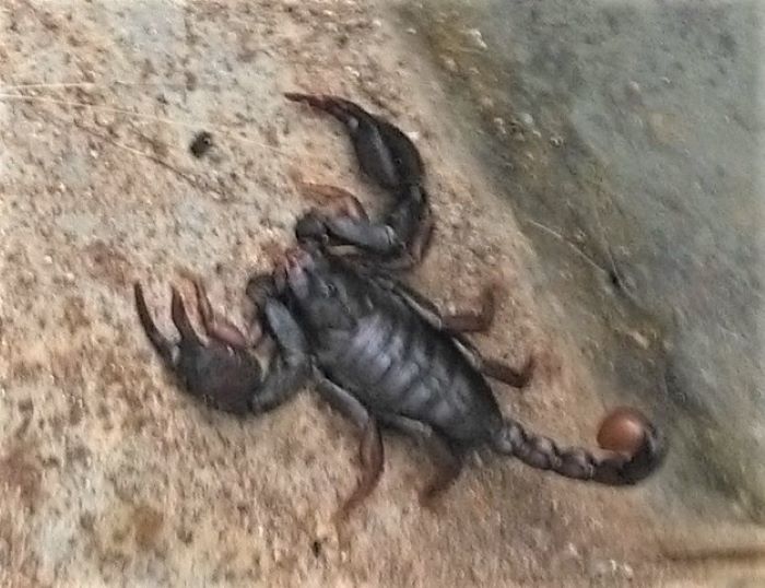 Scorpione da identificare