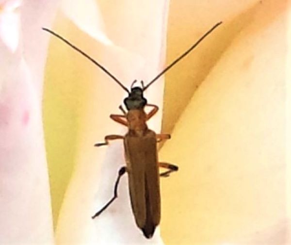 Oedemeridae: Oedemera podagrariae