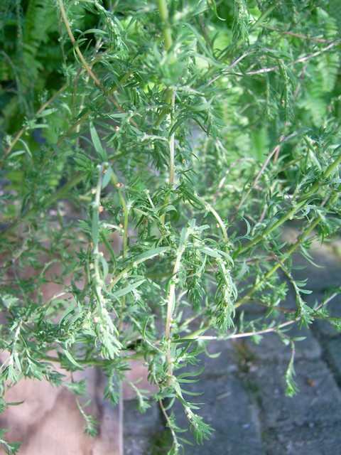 Chenopodiaceae: Kochia scoparia