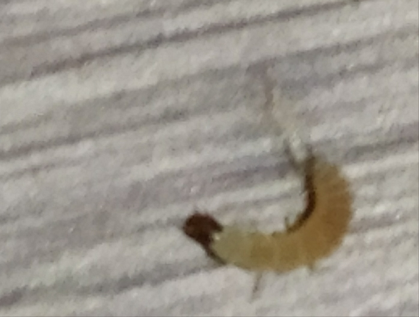 Non riesco a riconoscere questa larva: probabile Malachiidae