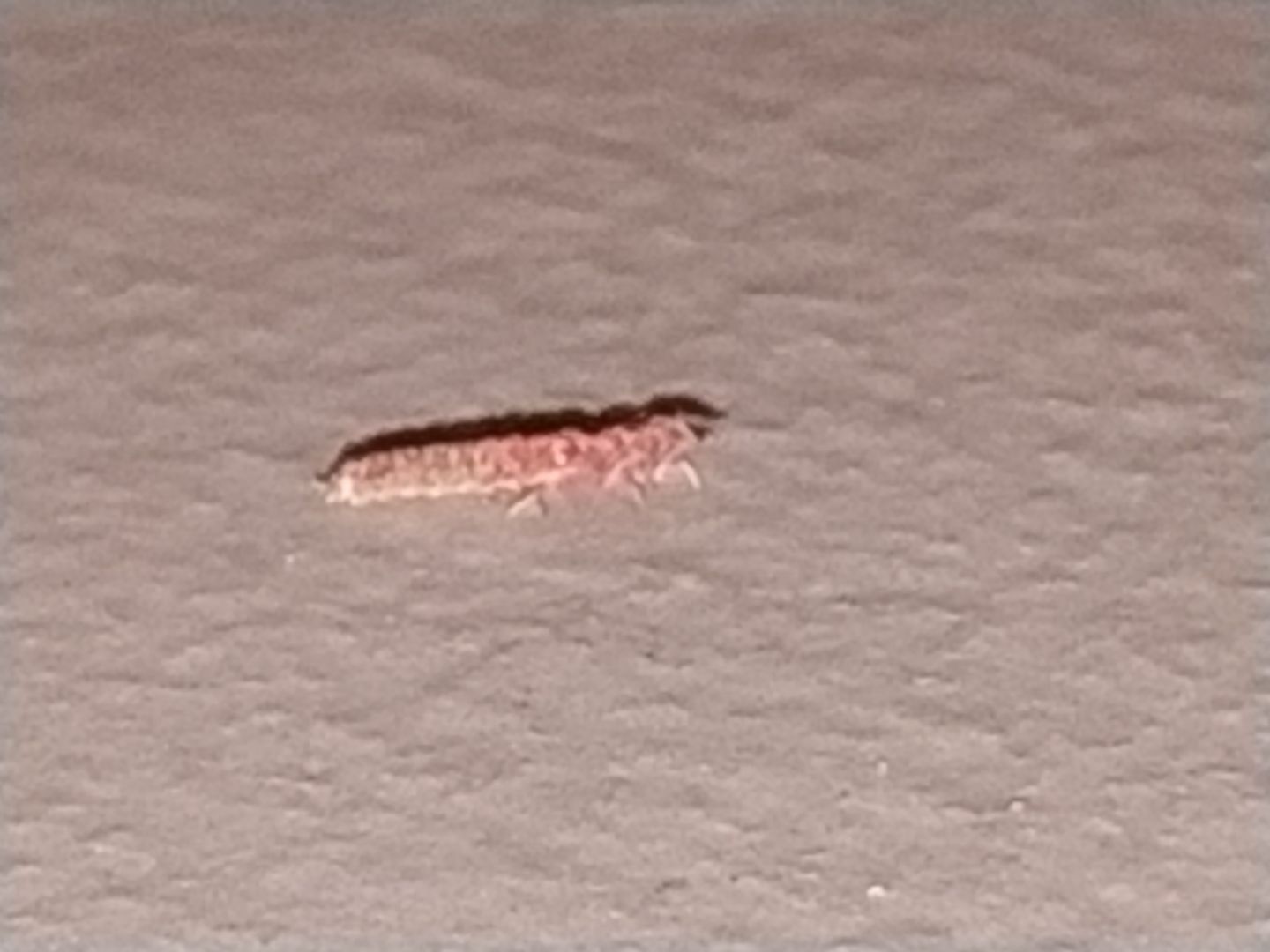 Non riesco a riconoscere questa larva: probabile Malachiidae