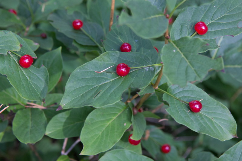Lonicera alpigena / Madreselva alpina