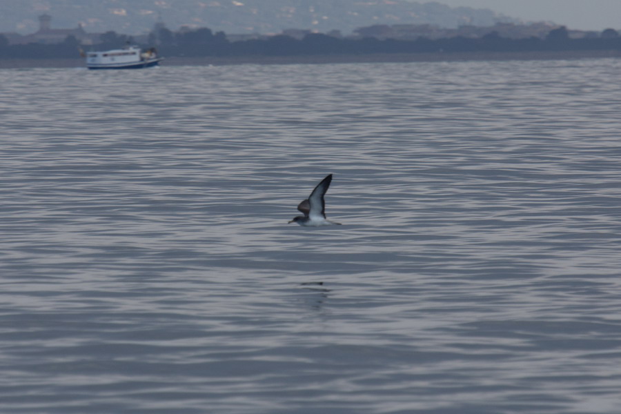 Soggetti in movimento sul mare..