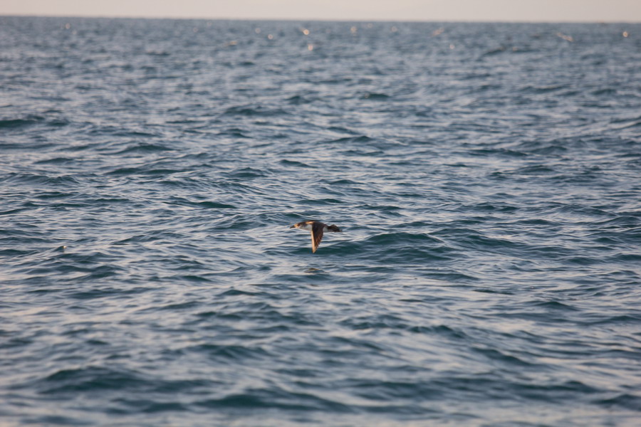 Soggetti in movimento sul mare..