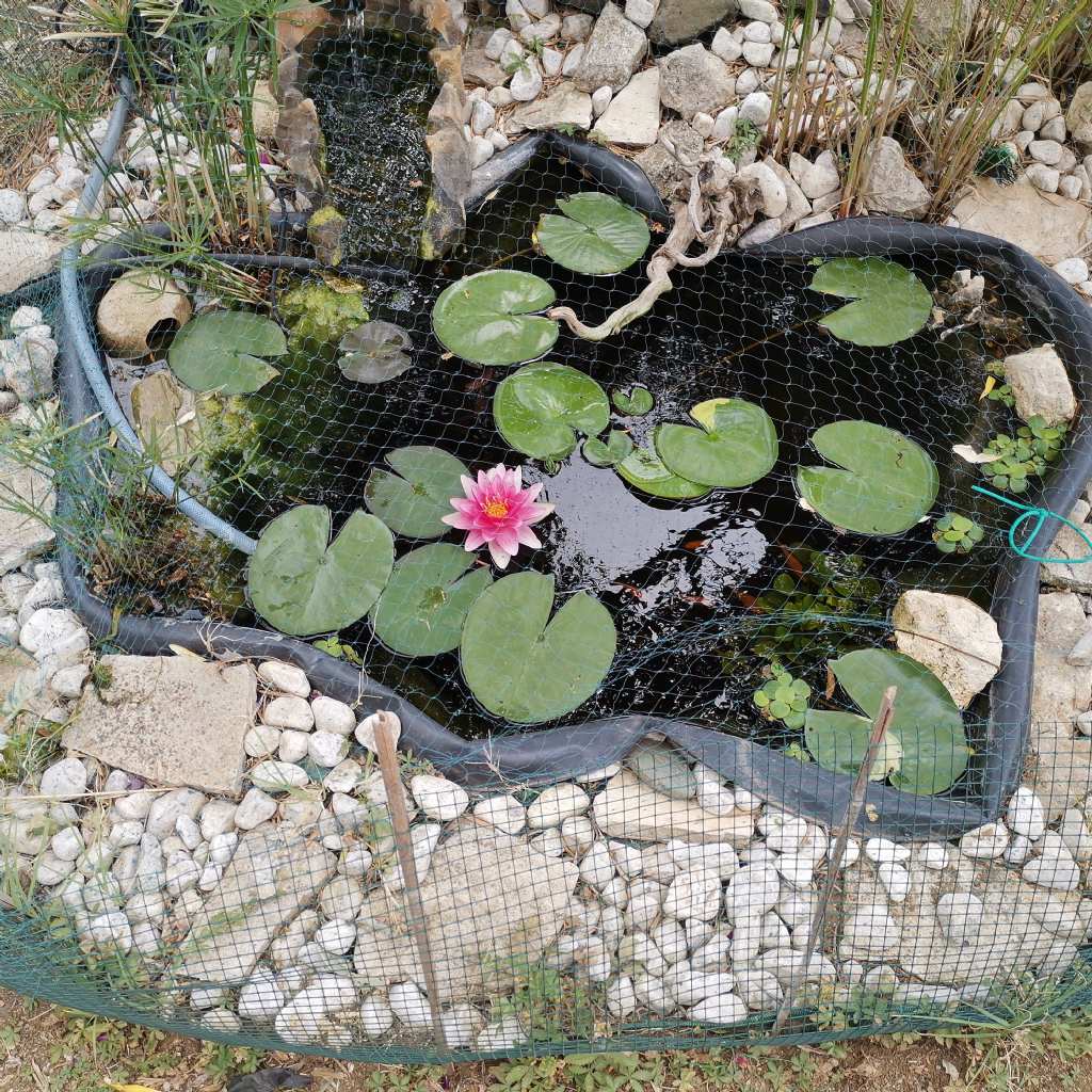 Seconda tornata di uova in laghetto