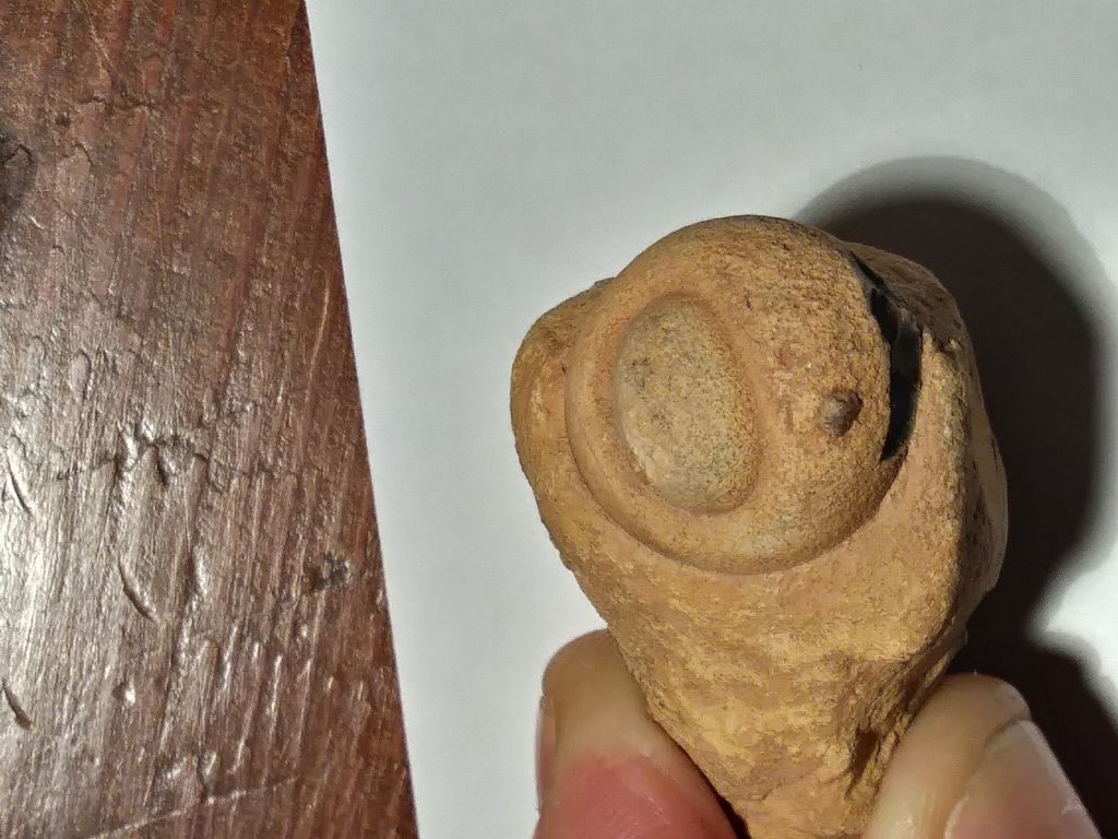 Fossile (?) dal Marocco da determinare...  No, nodulo di selce