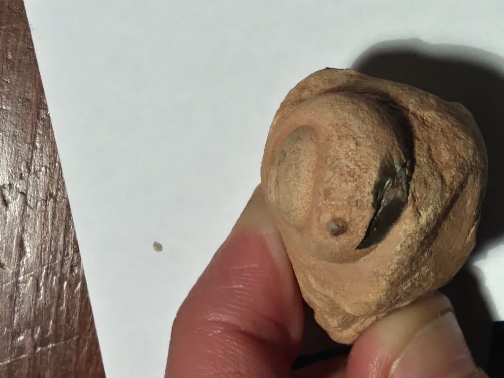 Fossile (?) dal Marocco da determinare...  No, nodulo di selce