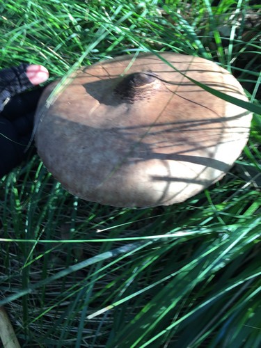 Macrolepiota insolita