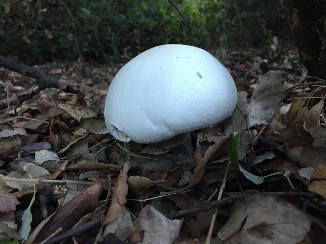 Agaricus