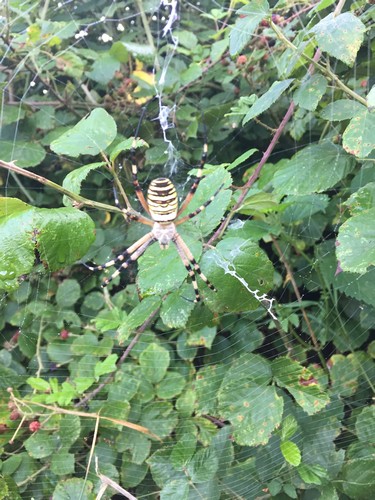 Argiope bruennichi - Parco di Veio (RM)