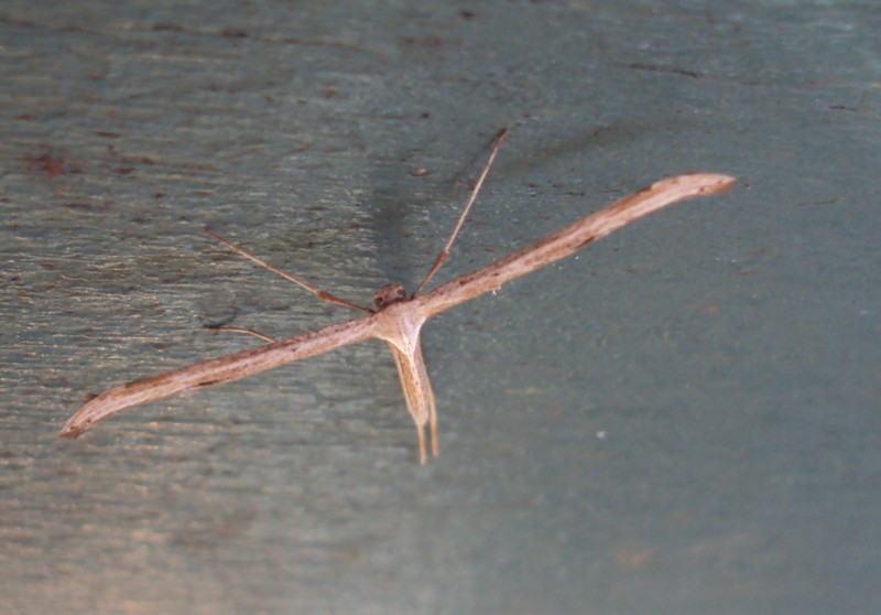 Da determinare - Emmelina monodactyla, Pterophoridae