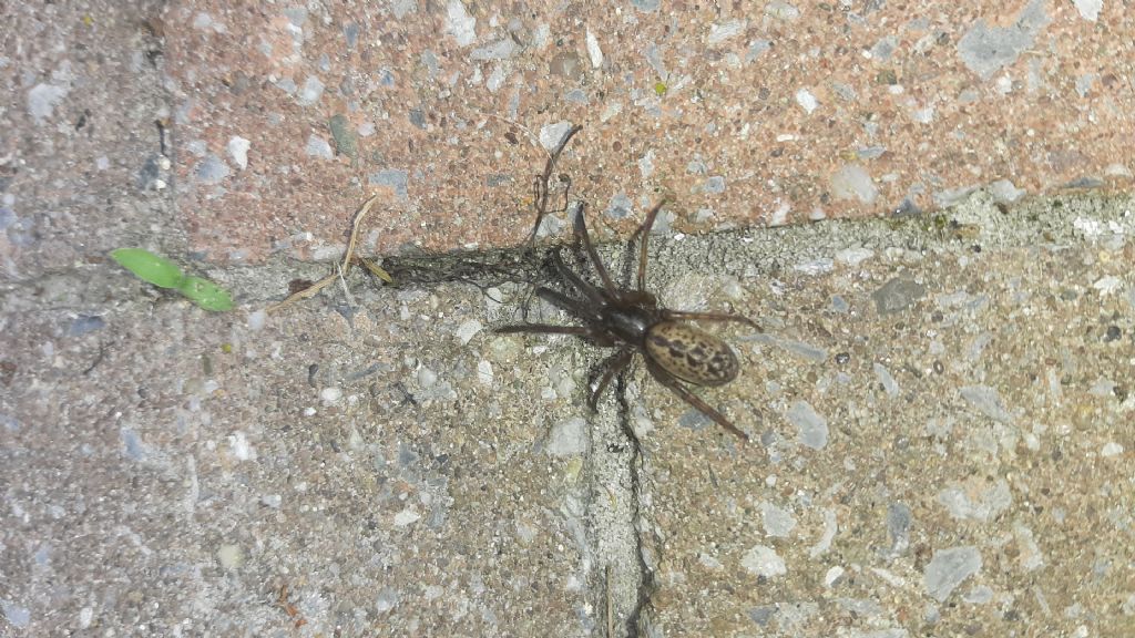 Segestria sp. - Belgio