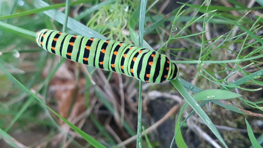 Bruco di... Papilio machaon