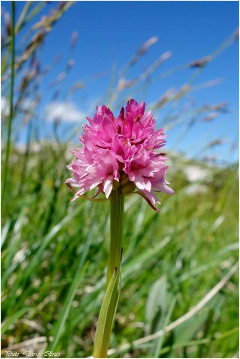 Nigritella buschmanniae