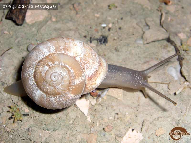 Eobania vermiculata?