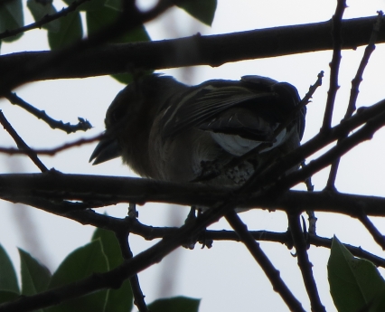 passeraceo timido: Fringuello (Fringilla coelebs), femmina