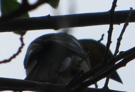 passeraceo timido: Fringuello (Fringilla coelebs), femmina