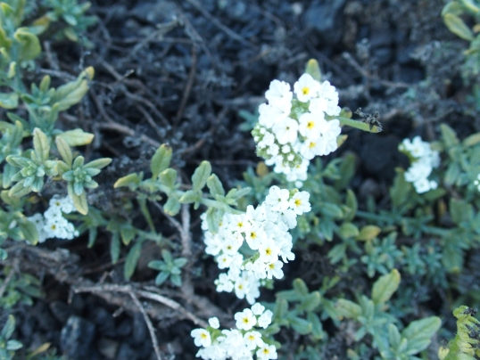 Lanzarote: Heliotropium ramosissimum. (Boraginaceae)