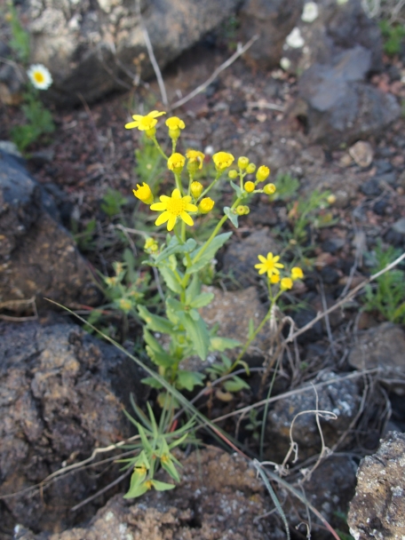 Lanzarote: Senecio leucanthemifolius Poir. sensu lato.