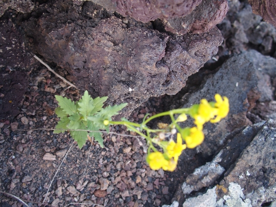 Lanzarote: Senecio leucanthemifolius Poir. sensu lato.