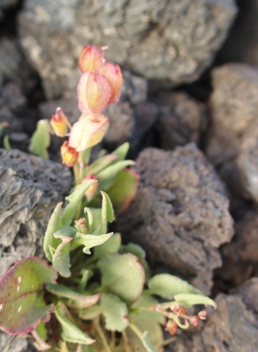 Lanzarote:  Rumex vesicarius var. rhodophysa (Polygonaceae)