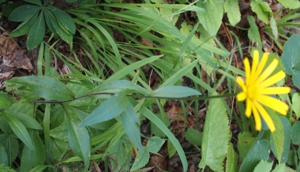 Da Plitvce: Buphtalmum salicifolium (Asteraceae9