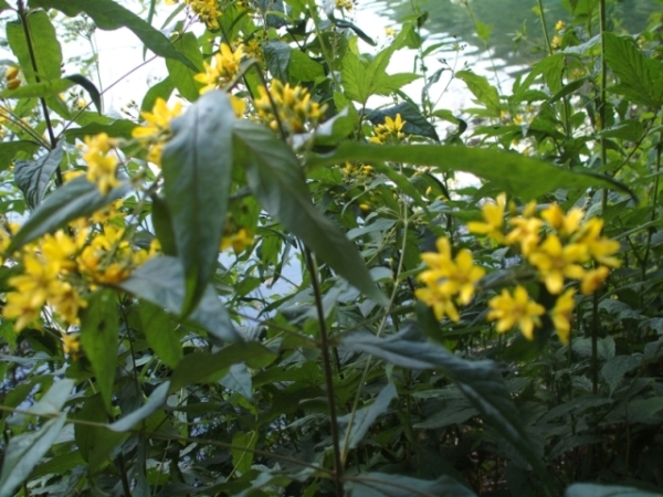 Da Plitvice: Lysimachia vulgaris (Primulaceae)