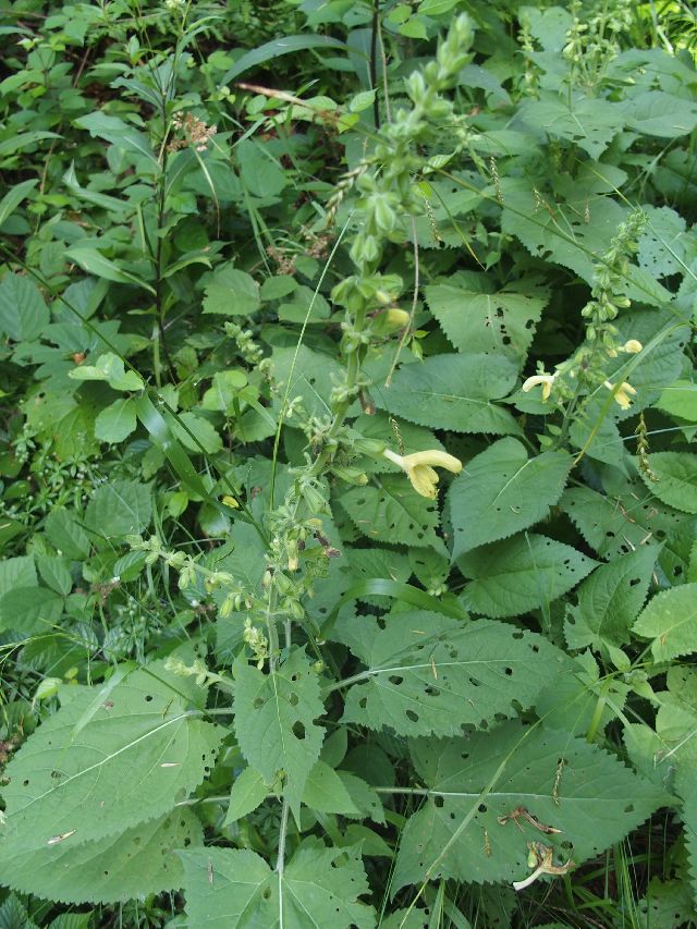 Salvia glutinosa?  S !