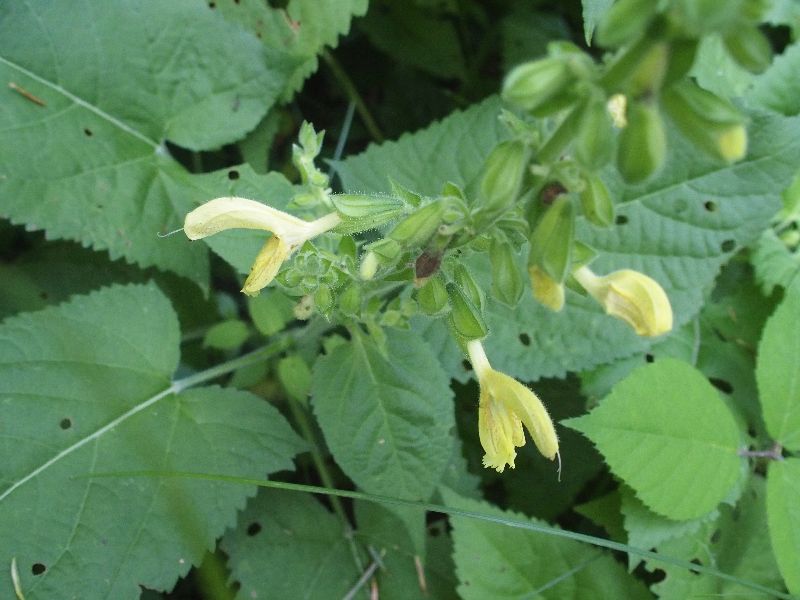 Salvia glutinosa?  S !