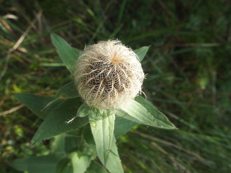 quale Centaurea?  Centaurea nervosa