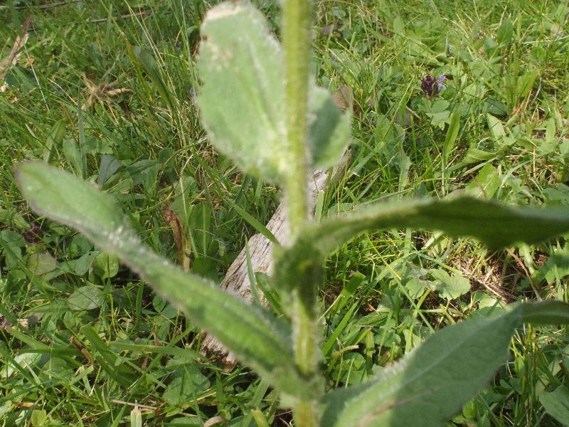 quale Centaurea?  Centaurea nervosa