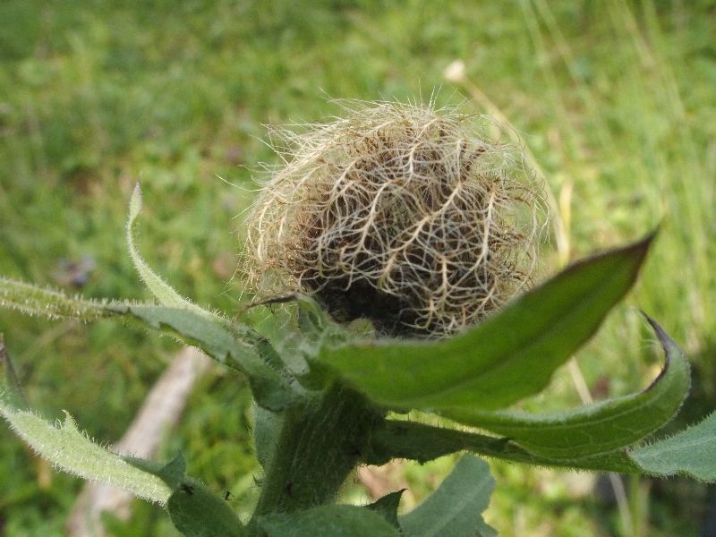 quale Centaurea?  Centaurea nervosa