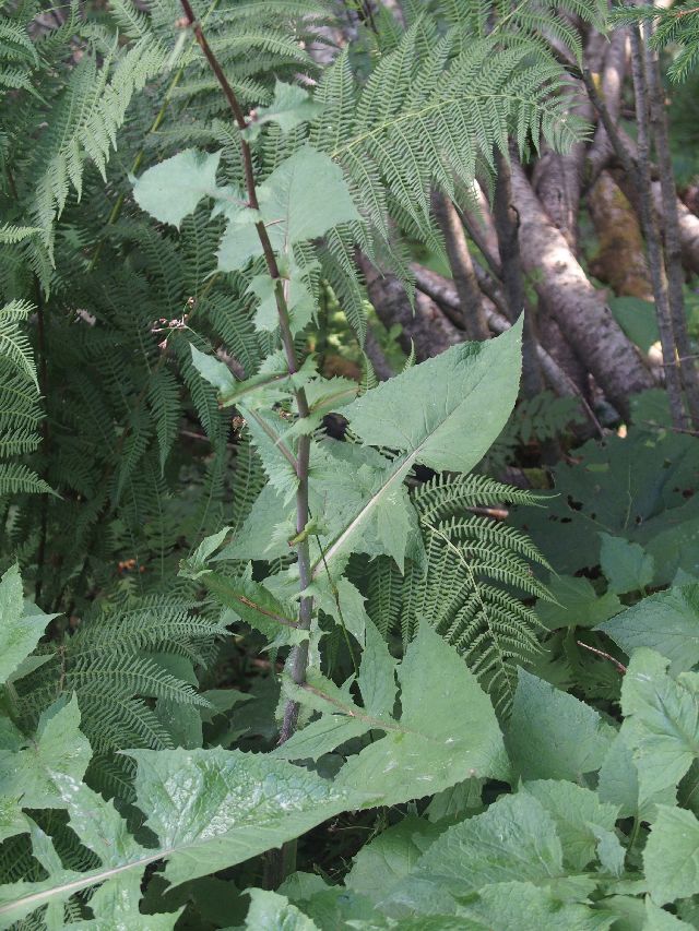 Lactuca alpina  e Chamaenerion (ex Epilobium) angustifolium
