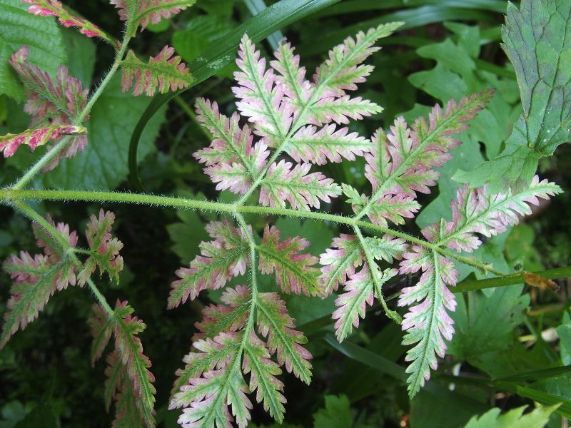 Mistero rosseggiante:  Myrrhis odorata (in sofferenza?)